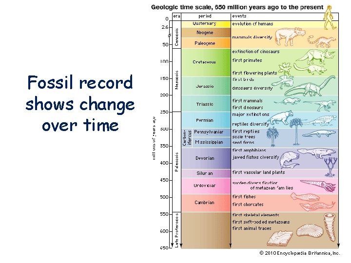 Fossil record shows change over time 