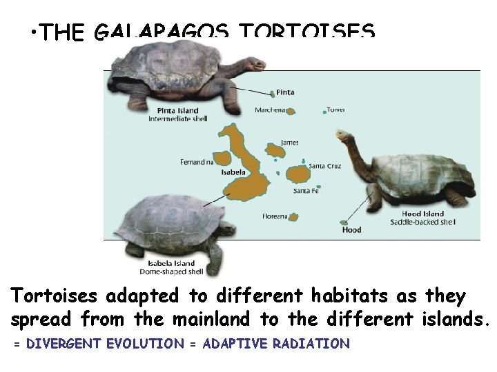  • THE GALAPAGOS TORTOISES Tortoises adapted to different habitats as they spread from