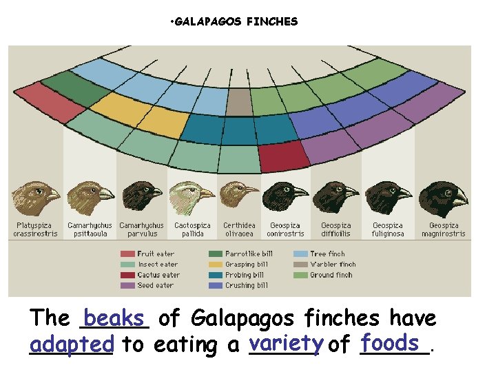  • GALAPAGOS FINCHES The _____ beaks of Galapagos finches have foods. adapted ______