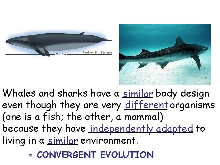 Whales and sharks have a _____ similar body design different organisms even though they