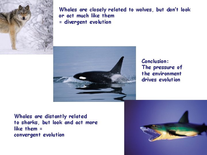 Whales are closely related to wolves, but don’t look or act much like them