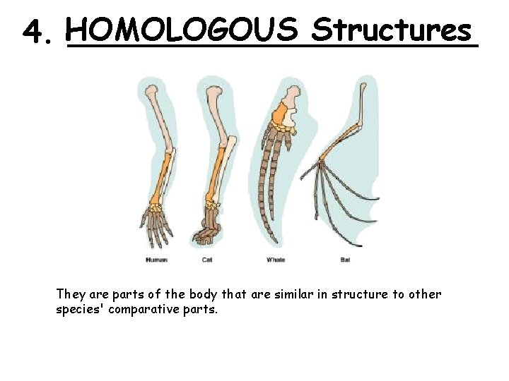 Structures 4. HOMOLOGOUS ___________ They are parts of the body that are similar in