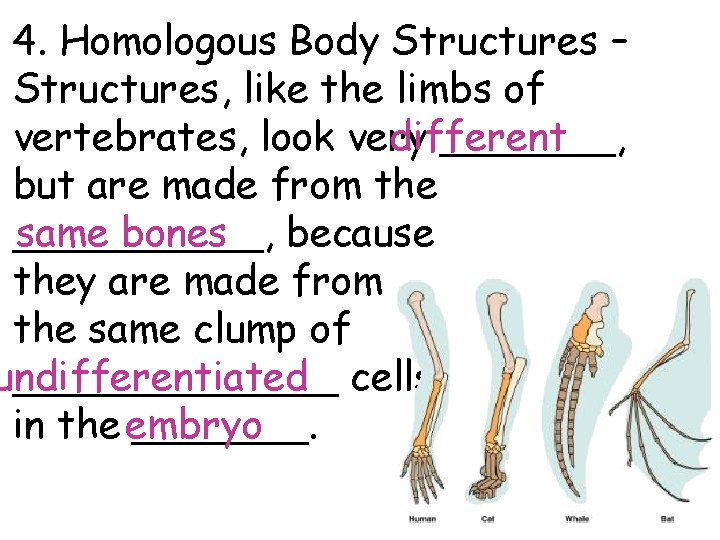 4. Homologous Body Structures – Structures, like the limbs of different vertebrates, look very