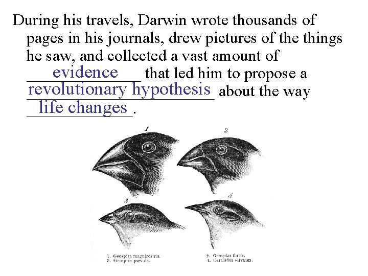 During his travels, Darwin wrote thousands of pages in his journals, drew pictures of