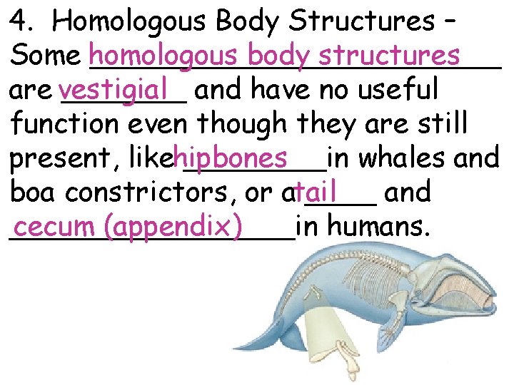 4. Homologous Body Structures – body structures Some homologous ____________ are vestigial _______ and