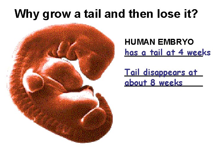 Why grow a tail and then lose it? HUMAN EMBRYO _________ has a tail