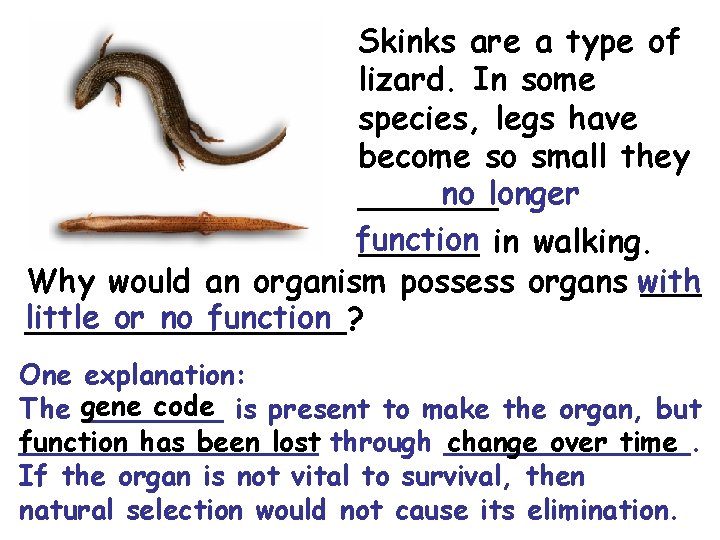 Skinks are a type of lizard. In some species, legs have become so small