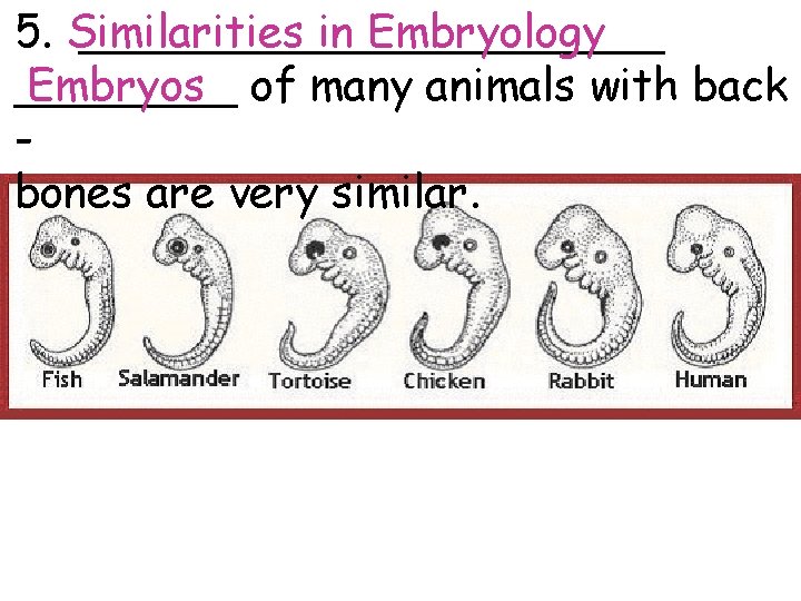 5. Similarities ___________ in Embryology ____ Embryos of many animals with back bones are