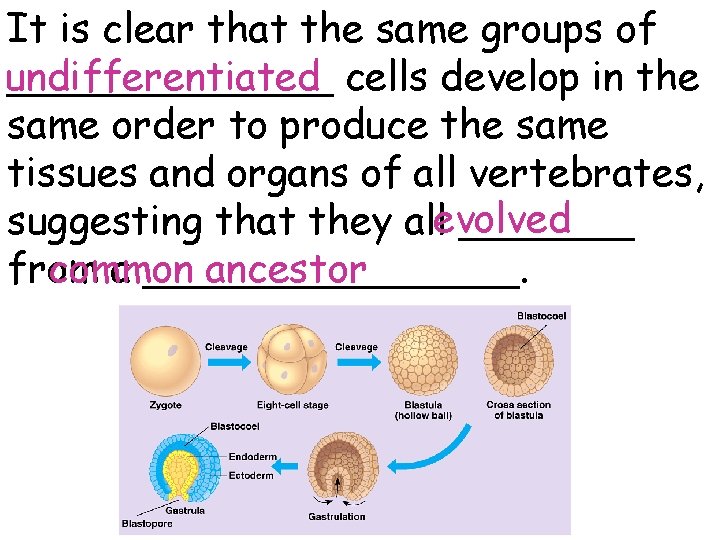 It is clear that the same groups of undifferentiated _______ cells develop in the