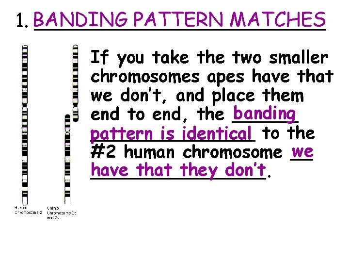 PATTERN MATCHES 1. BANDING ____________ If you take the two smaller chromosomes apes have