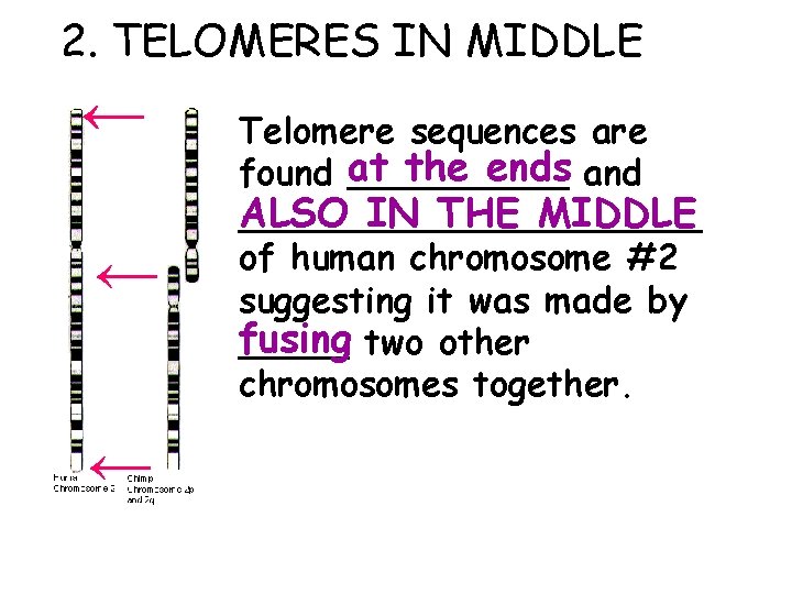 2. TELOMERES IN MIDDLE Telomere sequences are the ends and found at _____ ALSO