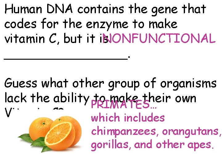 Human DNA contains the gene that codes for the enzyme to make NONFUNCTIONAL vitamin