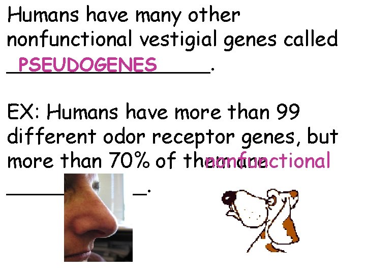 Humans have many other nonfunctional vestigial genes called ________. PSEUDOGENES EX: Humans have more