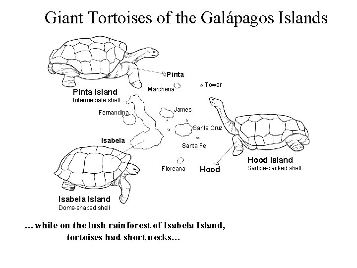 Giant Tortoises of the Galápagos Islands Pinta Island Tower Marchena Intermediate shell Fernandina James