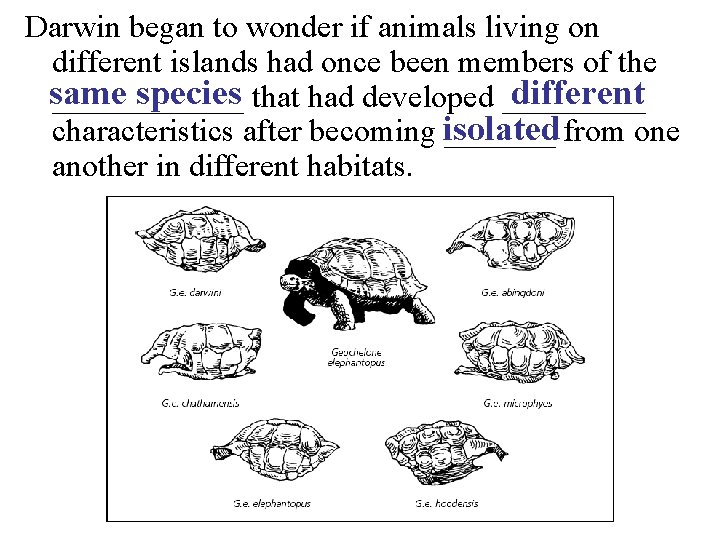 Darwin began to wonder if animals living on different islands had once been members