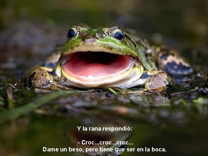 Y la rana respondió: - Croc. . . croc. . . Dame un beso,