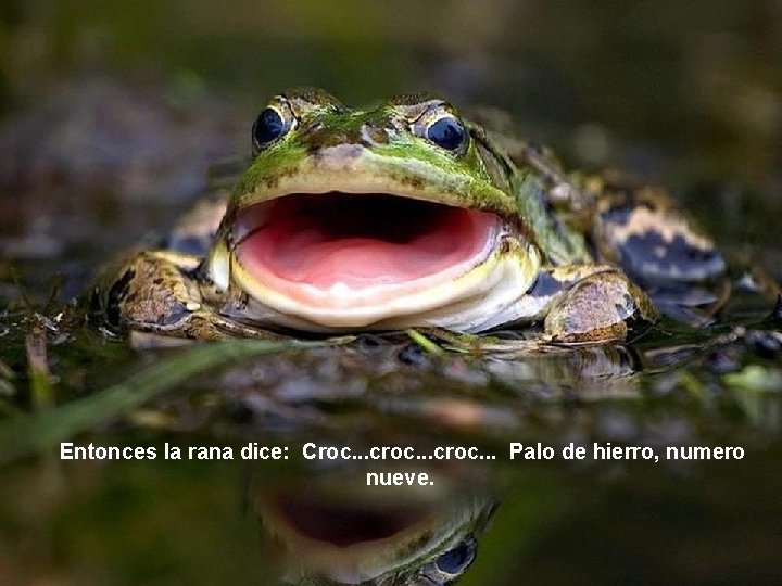  Entonces la rana dice: Croc. . . croc. . . Palo de hierro,