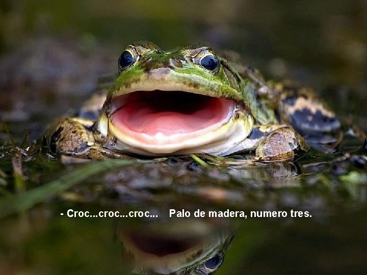  - Croc. . . croc. . . Palo de madera, numero tres. 