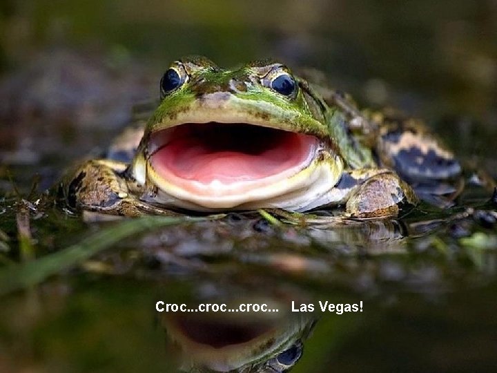  Croc. . . croc. . . Las Vegas! 