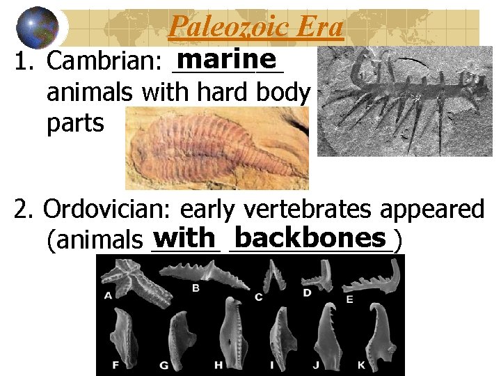 Paleozoic Era marine 1. Cambrian: ____ animals with hard body parts 2. Ordovician: early