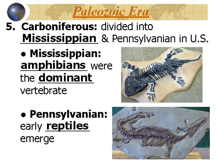 Paleozoic Era 5. Carboniferous: divided into Mississippian & Pennsylvanian in U. S. _______ ●