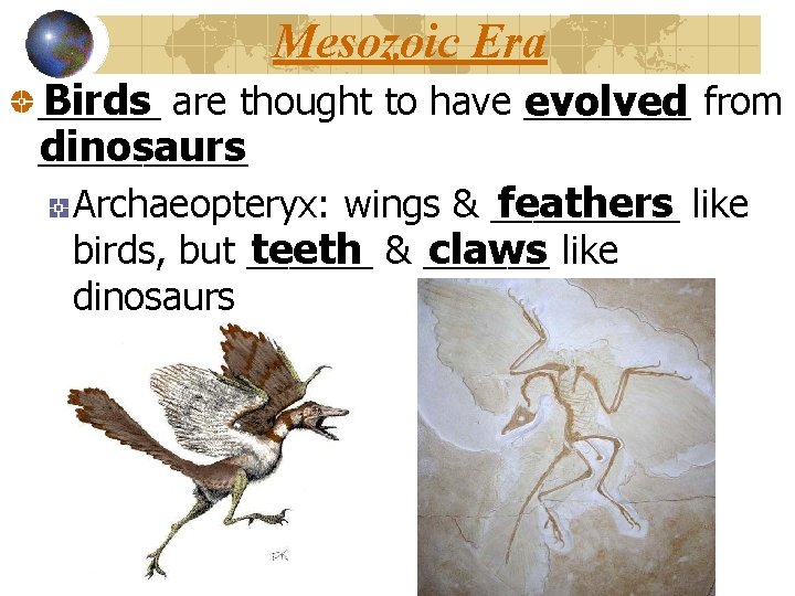 Mesozoic Era Birds are thought to have ______ evolved from dinosaurs _____ Archaeopteryx: wings