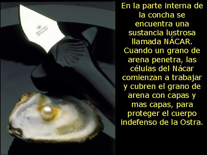 En la parte interna de la concha se encuentra una sustancia lustrosa llamada NÁCAR. En la parte interna de la concha se encuentra una sustancia lustrosa llamada NÁCAR.
