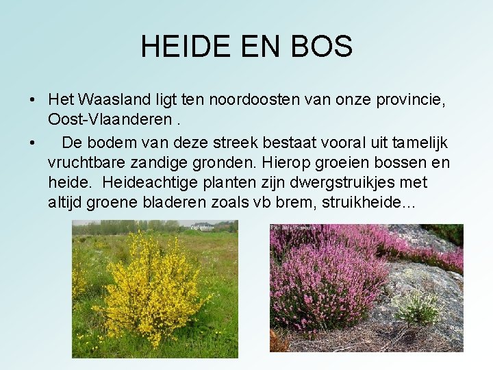 HEIDE EN BOS • Het Waasland ligt ten noordoosten van onze provincie, Oost-Vlaanderen. • HEIDE EN BOS • Het Waasland ligt ten noordoosten van onze provincie, Oost-Vlaanderen. •