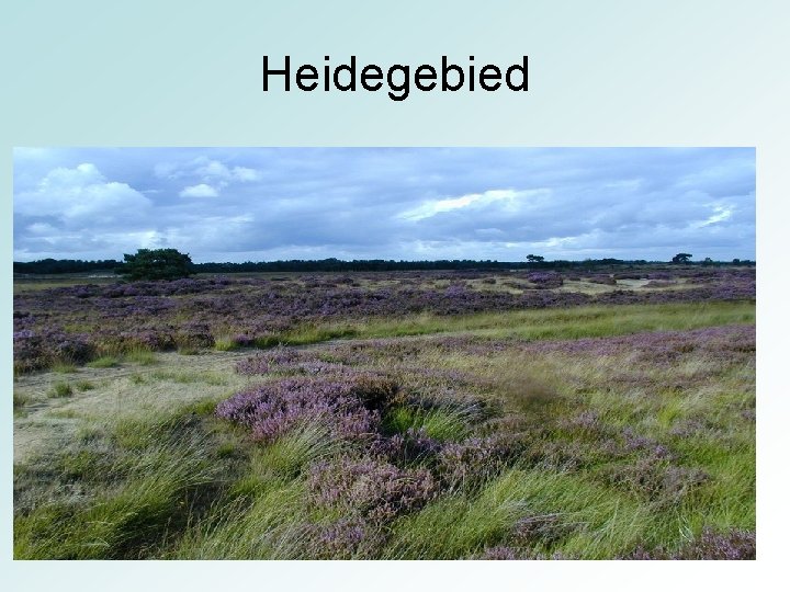 Heidegebied Heidegebied