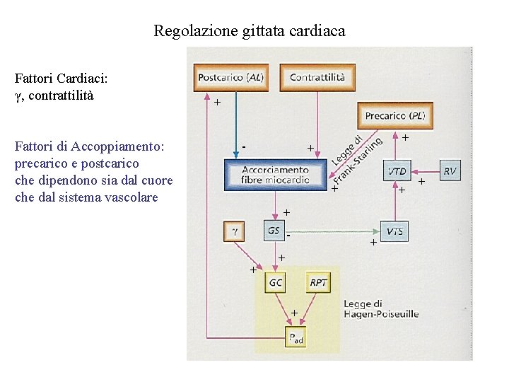 Regolazione gittata cardiaca Fattori Cardiaci: γ, contrattilità Fattori di Accoppiamento: precarico e postcarico che