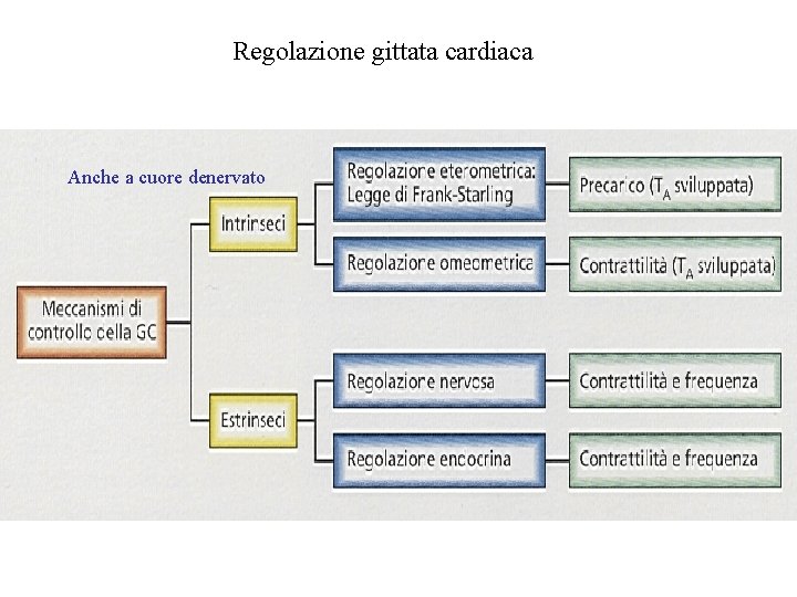 Regolazione gittata cardiaca Anche a cuore denervato 