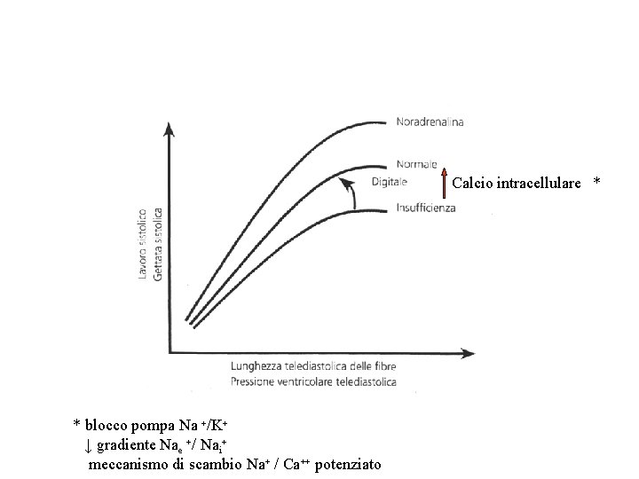Calcio intracellulare * * blocco pompa Na +/K+ ↓ gradiente Nae +/ Nai+ meccanismo