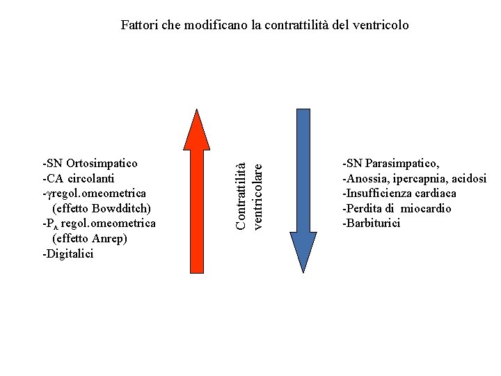 -SN Ortosimpatico -CA circolanti -γregol. omeometrica (effetto Bowdditch) -PA regol. omeometrica (effetto Anrep) -Digitalici