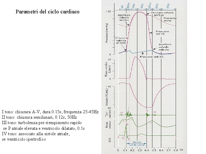 Parametri del ciclo cardiaco I tono: chiusura A-V, dura 0. 15 s, frequenza 25