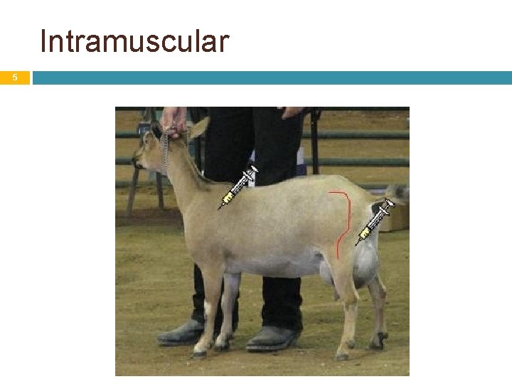 GIVING MEDICATIONS TO ANIMALS BY INJECTION Principles of