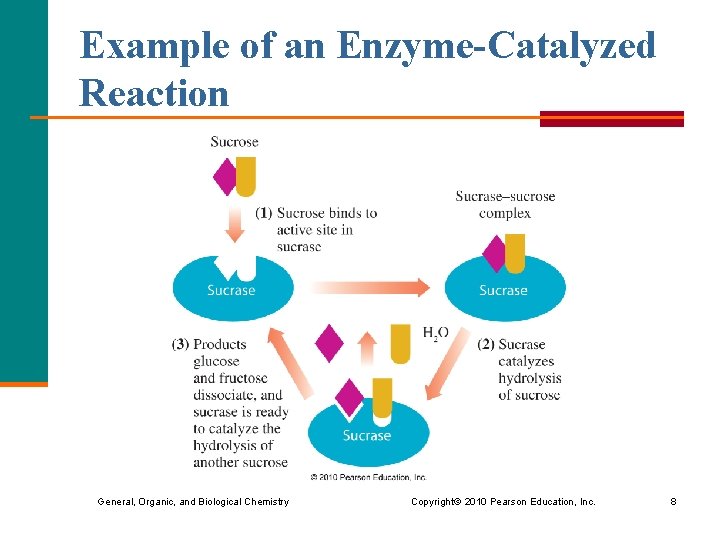 Example of an Enzyme-Catalyzed Reaction General, Organic, and Biological Chemistry Copyright © 2010 Pearson