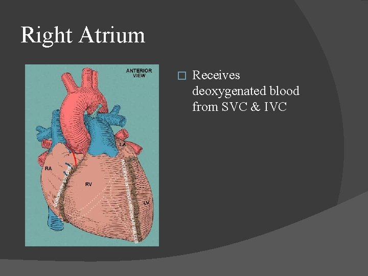 Right Atrium � Receives deoxygenated blood from SVC & IVC 