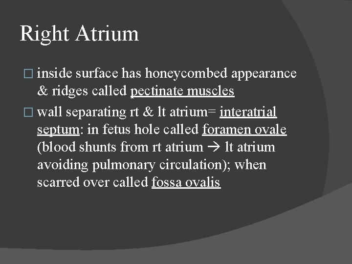 Right Atrium � inside surface has honeycombed appearance & ridges called pectinate muscles �