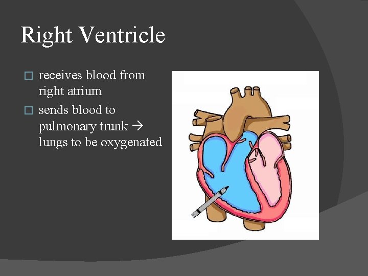 Right Ventricle receives blood from right atrium � sends blood to pulmonary trunk lungs Right Ventricle receives blood from right atrium � sends blood to pulmonary trunk lungs