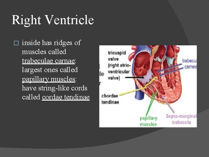 Right Ventricle � inside has ridges of muscles called trabeculae carnae: largest ones called