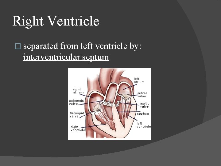 Right Ventricle � separated from left ventricle by: interventricular septum 