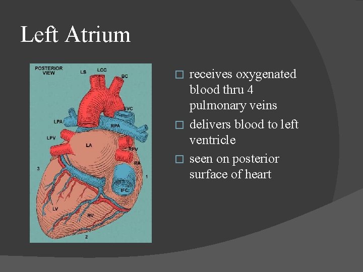 Left Atrium receives oxygenated blood thru 4 pulmonary veins � delivers blood to left