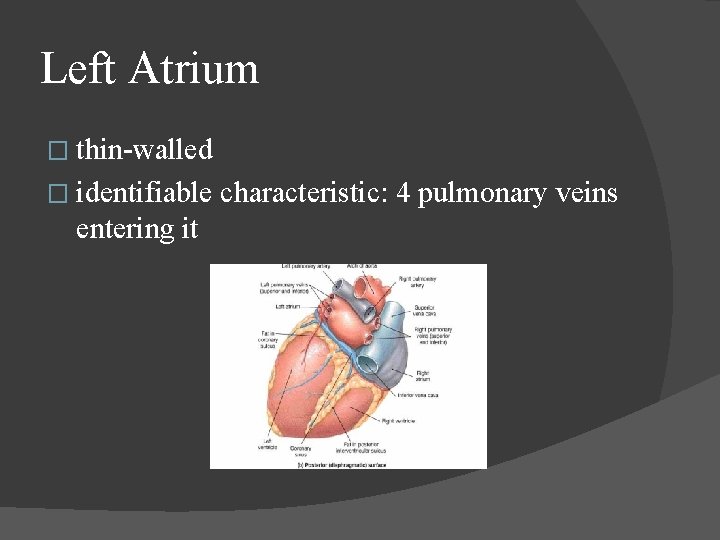 Left Atrium � thin-walled � identifiable entering it characteristic: 4 pulmonary veins 