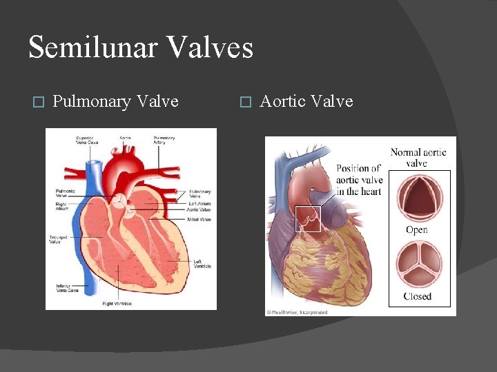 Semilunar Valves � Pulmonary Valve � Aortic Valve 