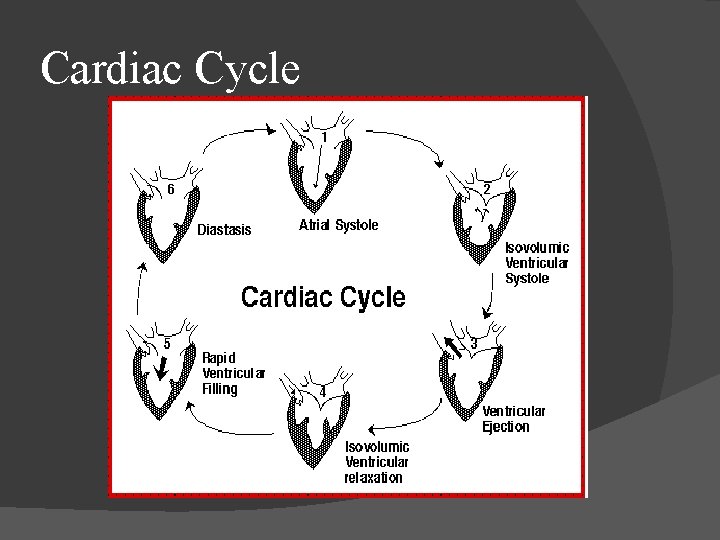 Cardiac Cycle 