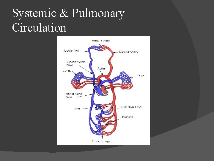 Systemic & Pulmonary Circulation Systemic & Pulmonary Circulation