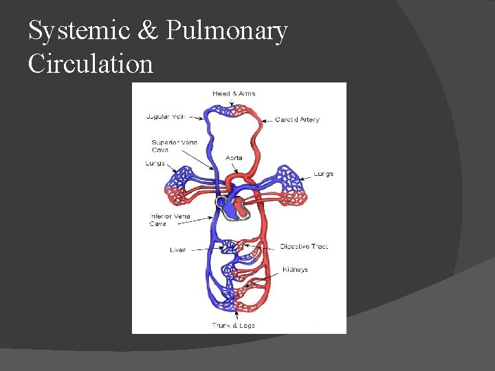 Systemic & Pulmonary Circulation 