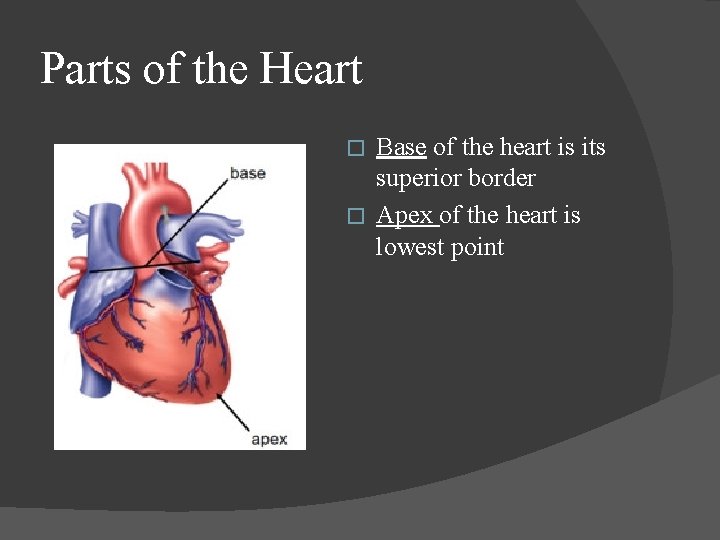 Parts of the Heart Base of the heart is its superior border � Apex