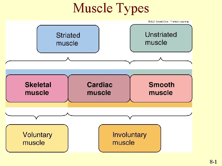 Muscle Types 8 -1 