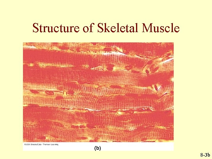 Structure of Skeletal Muscle 8 -3 b 